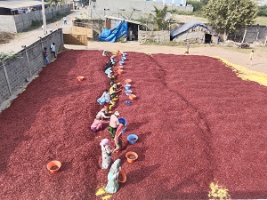 Sun Drying and Grading